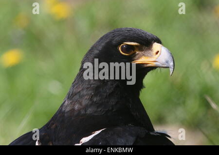 Verreaux der Adler a.k.a. Afrikanische schwarze Adler (Aquila