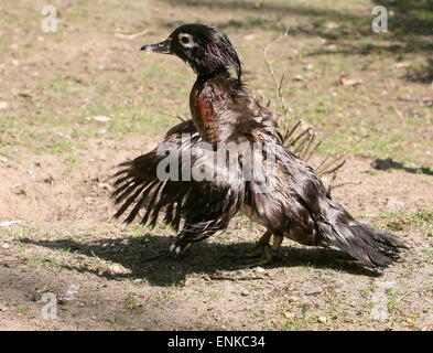 Weiblichen North American Wood Duck oder Carolina Ente (Aix Sponsa) in Eclipse Gefieder flattern und trocknen ihre Flügel Stockfoto