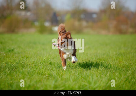 Australian Shepherd, Red-Tri | Australian Shepherd, Ruede, Red-tri Stockfoto