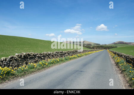 Narzissen im Frühjahr auf der Seite einer Straße vor einem trockenen Stein Wand in den scottish Borders. Schottland Stockfoto