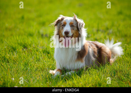 Australian Shepherd, Red-Merle | Australian Shepherd, Ruede, Red-merle Stockfoto
