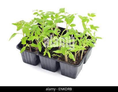 Tomaten-Setzlinge in einen Topf isoliert auf weißem Hintergrund. Jungpflanzen in Kunststoff Zellen; Bio-Gärtnerei Stockfoto