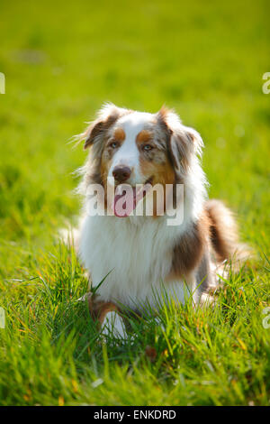 Australian Shepherd, Red-Merle | Australian Shepherd, Ruede, Red-merle Stockfoto
