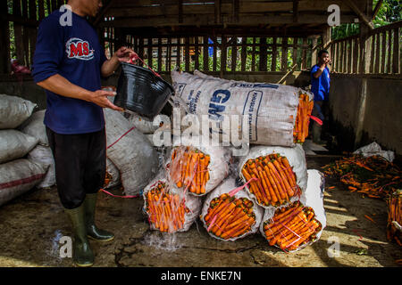 Landwirt wäscht frisch geerntete Karotten in Sukahurip, Garut. Gemüse werden verkauft werden, auf den Markt und die alltäglichen Bedürfnisse der Bewohner in diesem Bereich zu treffen, die am meisten arbeiten als Bauern das Land nutzen, um Pflanzen wie Kartoffeln, Kohl und Karotten anbauen. (Foto von Garry Andrew Lotulung / Pacific Press) Stockfoto