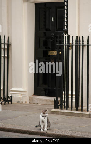 Westminster, London, UK. 7. Mai 2015. Larry, die Downing Street-Katze und Chief Mouser, Cabinet Office, sitzt außen Nummer 11. Bildnachweis: Malcolm Park Leitartikel/Alamy Live-Nachrichten Stockfoto