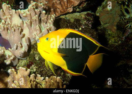 Rock, Schönheit, Mais Zucker, Coshubba, Kariben-Kaiserfisch, Dreifarben-Kaiserfisch, Felsenschönheit Holacanthus tricolor Stockfoto