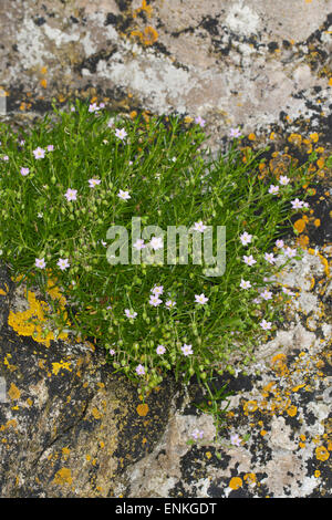 Rock Meer-Spörgel, Meer Spörgel, Sandspurry, Felsen-Schuppenmiere, Spergularia Rupicola, Spergula Rupicola Spergularia Rupestris Stockfoto