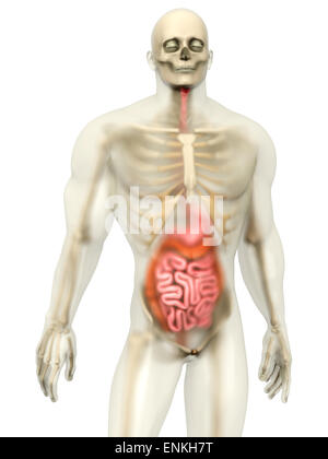 3D Visualisierung der menschlichen Anatomie. Das Verdauungssystem in einem halb transparenten männlichen Körper isoliert auf weiss. Stockfoto