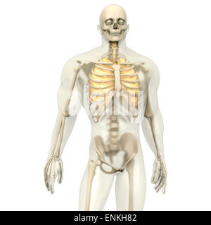 3D Visualisierung der menschlichen Anatomie. Die Lunge in einem halbtransparenten erwachsenen männlichen Körper. Stockfoto