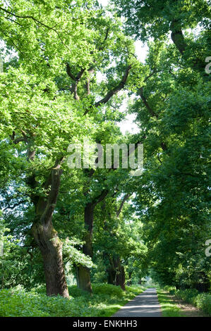 alte Bäume in der Nähe Fluss Weser, Weserbergland, Niedersachsen, Deutschland Stockfoto