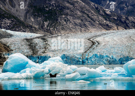 Dichtung (Phoca Vitulina), Hafen Süd Sawyer Gletscher, Tracy Arm-Ford Terror Wildnisgebiet, südöstlichen Alaska, USA. Cliff-walle Stockfoto