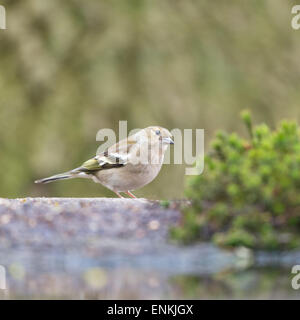 Weibliche gemeinsame Buchfink am Boden Stockfoto
