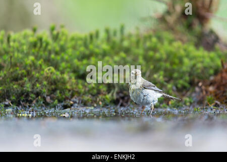 Weibliche gemeinsame Buchfink im Wasser Stockfoto