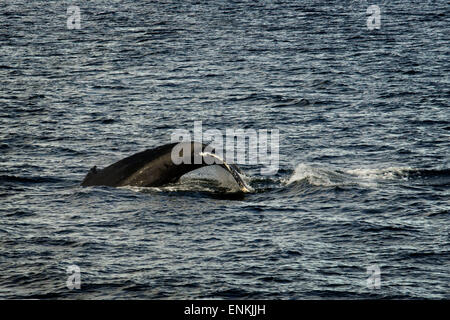Buckelwale weht und Tauchen und fünf Fingern Leuchtturm. Frederick Sound. Stephans Passage. Petersberg. Alaska. Verbringen Sie th Stockfoto