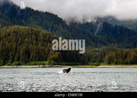 Buckelwale weht und Tauchen in Icy Strait. Glacier Bay National Park and Preserve. Chichagof Island. Juneau. Südöstlichen Al Stockfoto