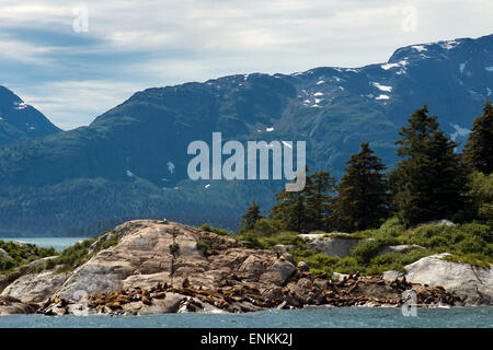 Eine Kolonie von Steller Seelöwen (Eumetopias Jubatus) auf der Südinsel Marmor in Glacier Bay Nationalpark, Alaska. USA. Norden (S Stockfoto