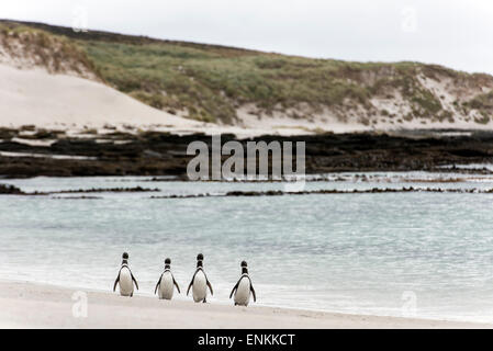 Magellan-Pinguine (Spheniscus Magellanicus) zu Fuß am Strand Karkasse Insel Falklandinseln UK Stockfoto