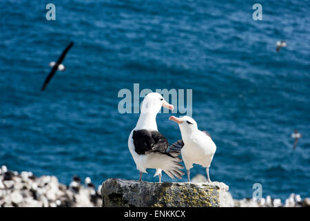 Adult Black-browed Albatross Balz auf Felsen (Thalassarche Melanophrys) an der West Point Insel Falkland Inseln UK Stockfoto