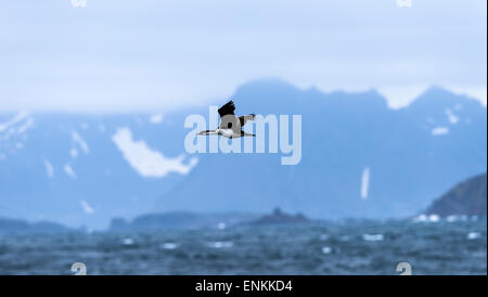 Antarktis Shag (Phalacrocorax Bransfieldensis) im Flug Süd-Georgien Stockfoto