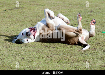 Mastiff-Typ Hund rollt auf dem Rasen im park Stockfoto