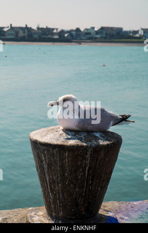 Möwe sitzt auf einem Poller in einem Hafen Stockfoto