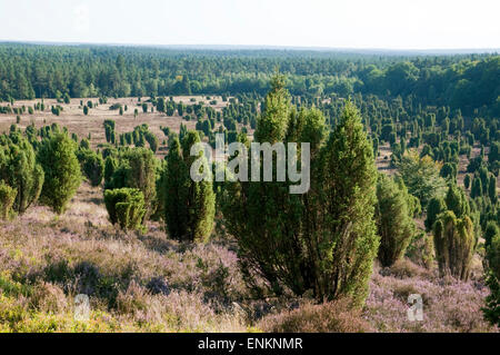 Heide Totengrund, Heidekraut, Wacholder, Wilsede, Moor Lueneburger Heide in der Nähe von Wilsede, Niedersachsen, Deutschland Stockfoto