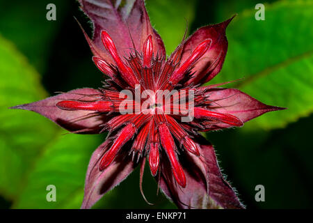 Bergamotte, Monarda didyma Stockfoto