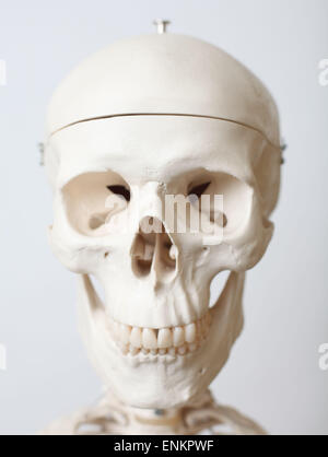 Ein Leben Größe Modell eines menschlichen Skeletts. Bild von James Boardman Stockfoto