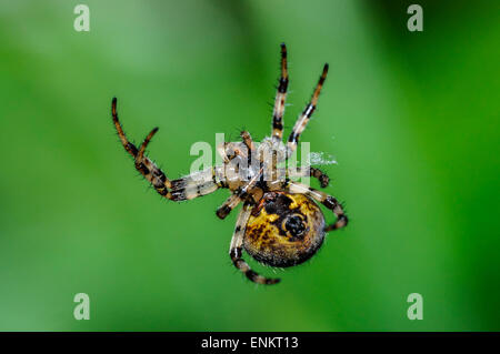 Araneus quadratus Stockfoto