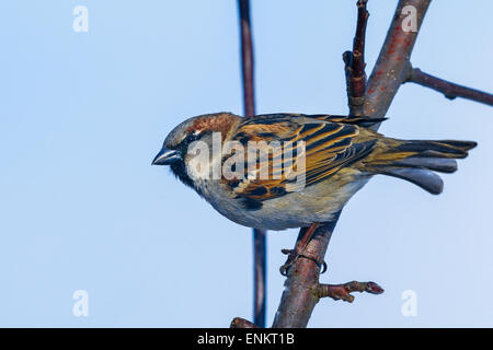 Baum Sperling, Passer montanus Stockfoto