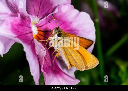 Essex Skipper, Thymelicus kleine Stockfoto