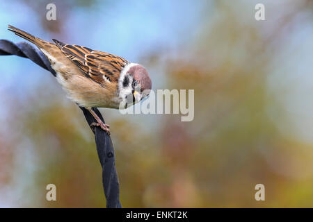 Baum Sperling, Passer montanus Stockfoto