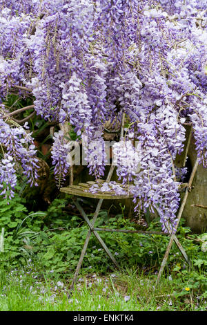 Geheimer Garten mit Wysteria und Stuhl Stockfoto