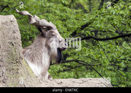 Markhor ruht auf einem Felsen Stockfoto