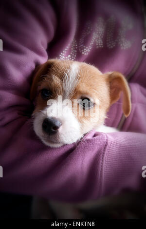 Ein sehr süßer Welpe Jack Russel Stockfoto