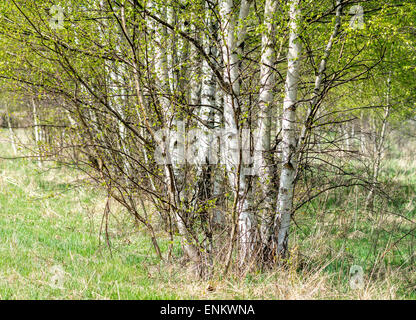 Junge Silber warzige Birken mit frischen grünen Frühling lässt Betula Veruccosa Pendel Stockfoto