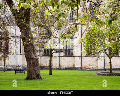 Baum Frühling und das Münster von York Yorkshire England Dekane Park Stockfoto