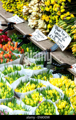 Blumen zum Verkauf, Bauernmarkt, Grote Markt, Haarlem, Niederlande Stockfoto