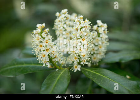 Kirschlorbeer weiße Frühling Blüte Prunus laurocerasus Stockfoto