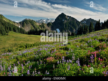 WA10635-00... WASHINGTON - Pinsel und Lupinen blühen in einer Wiese südlich von Appleton Pass in Olympic Nationalpark. Stockfoto