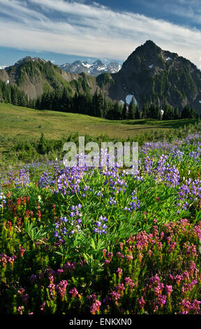 WA10638-00... WASHINGTON - Heather und Lupinen blühen auf einer Wiese in der Nähe von Anderson Pass in Olympic Nationalpark. Stockfoto