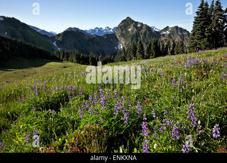 WASHINGTON-Lupine, Heidekraut und Berg cm blühen in einer Wiese südlich von Anderson Pass in Olympic Nationalpark. Stockfoto