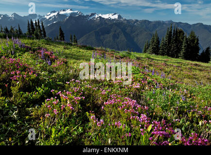 WASHINGTON - Lupine und Heidekraut blühen in einer Wiese entlang der hohen Kluft mit Olymp und Mount Tom in der Ferne. Stockfoto