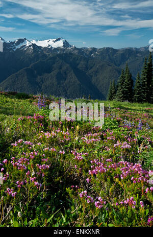 WASHINGTON - Heather blühen in einer Wiese entlang der hohen Kluft mit Mount Tom in der Ferne in Olympic Nationalpark. Stockfoto