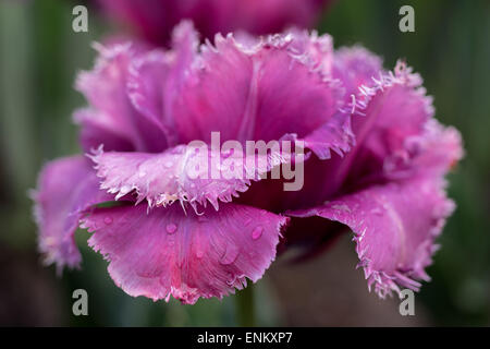 Lila Tulpe mit gezahnten Rändern der Blütenblätter Stockfoto