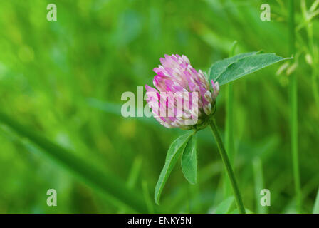 Schöne einsame Klee in wilden Felder zur Blütezeit. Stockfoto