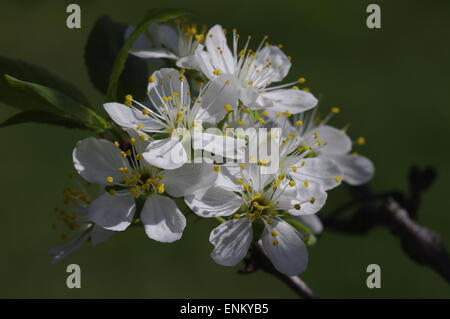 Kirschblüte Stockfoto