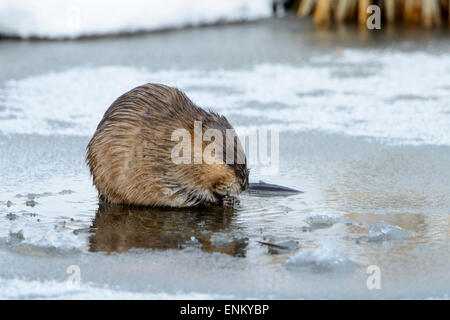 Eine gemeinsame Bisamratte (Ondatra Zibethicus) auf Nahrungssuche in Witner, Western Montana Stockfoto