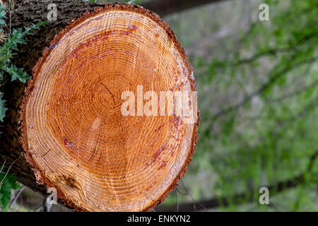 Die Kreise einer Pinie gekürzt, wo Sie das Alter des Baumes zählen können. Stockfoto