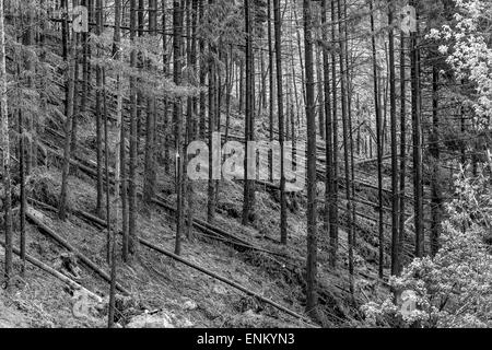 Einen Wald nach einem starken Sturm - gebrochen und gefallenen Bäume Stockfoto